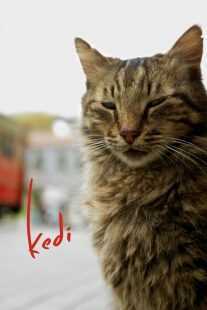مستند Kedi 2016